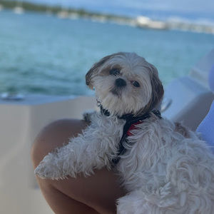 Meet your Posher, Mayerling